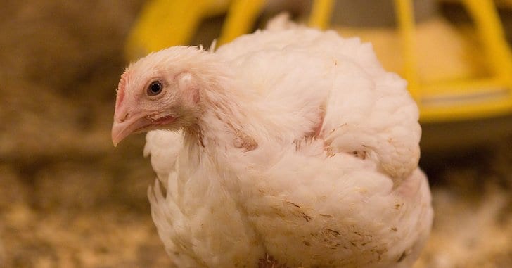 a broiler chicken