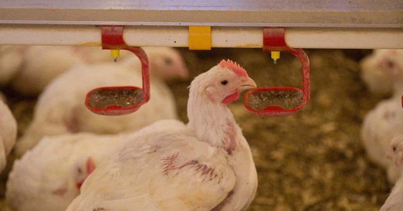 broiler drinking water
