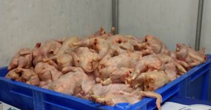 RVC study finds antimicrobial residues above safety limits in Asian poultry A picture of the chicken
