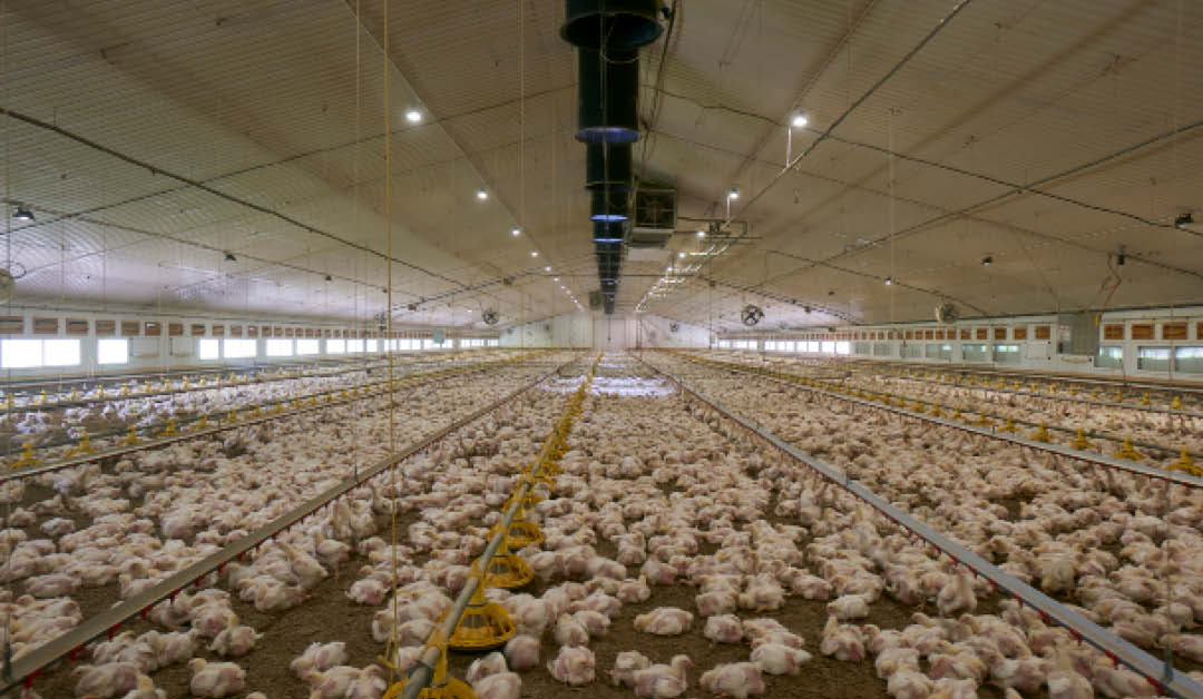 Scattered insect larvae could offer low-cost welfare boost for indoor broilers Broilers